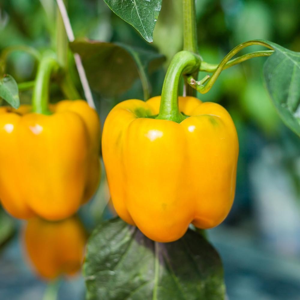 100 Golden Cal Wonder Sweet Bell Pepper NON-GMO Blonde Bell Vegetable Seeds | www.seedsplantworld.com