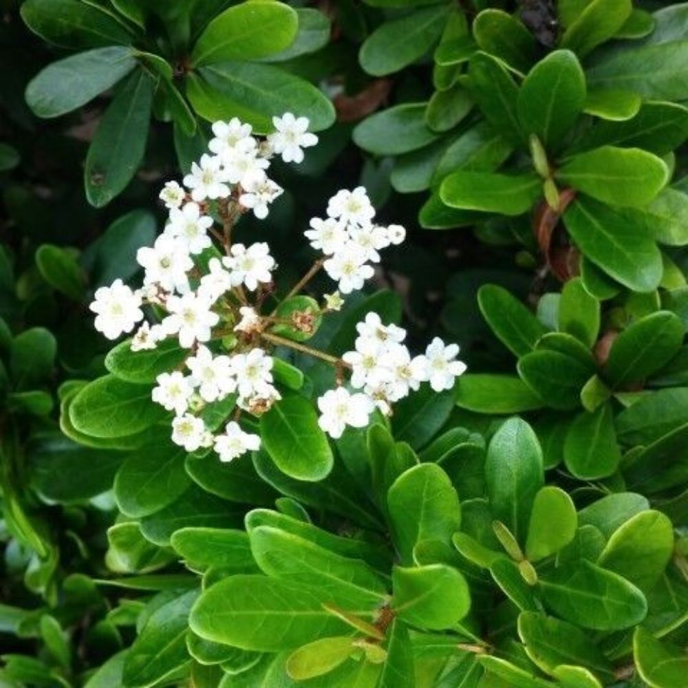 10 Viburnum Obovatum Walter's Viburnum • Evergreen Shrub Seeds For Planting | www.seedsplantworld.com