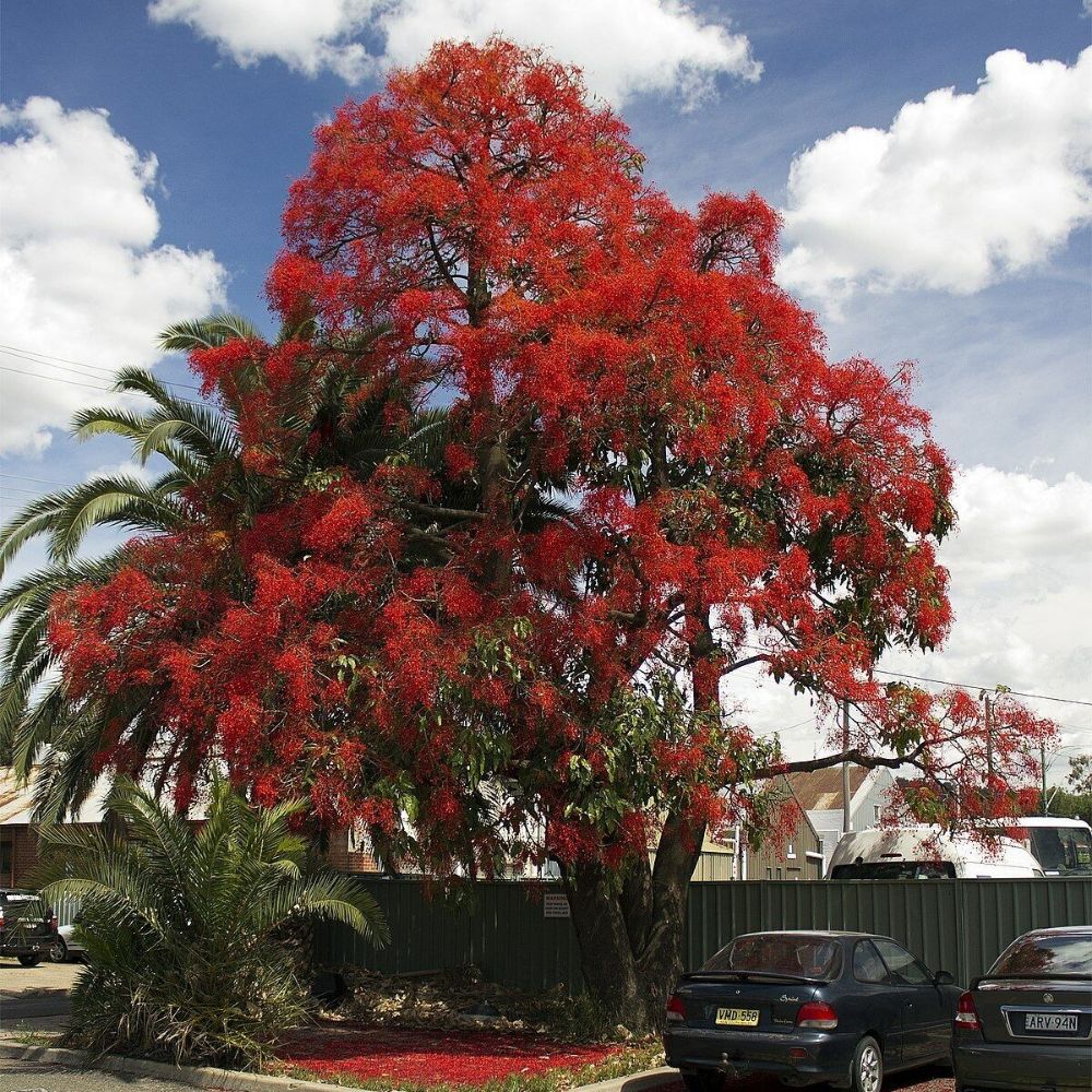 5 Brachychiton Acerifolius Hardy Australian Bottle Tree Seeds For Planting | www.seedsplantworld.com