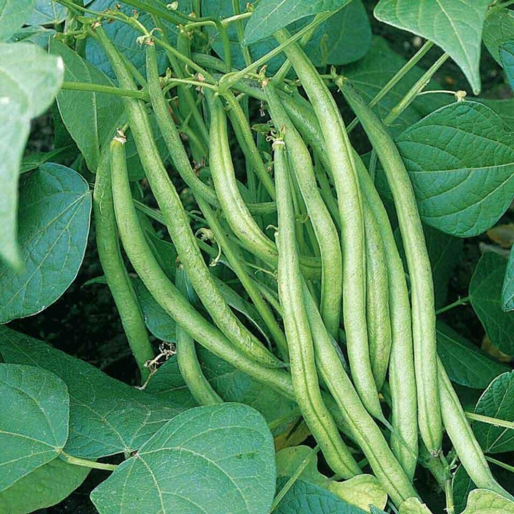 125 Tendergreen Improved Bush Green Bean Stringless NON-GMO Vegetable Seeds | www.seedsplantworld.com