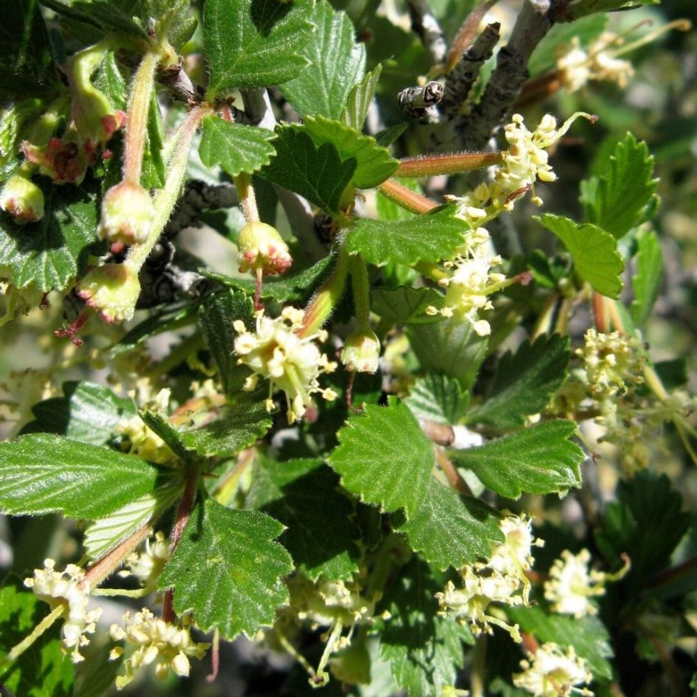 5 Cercocarpus Montanus Mountain Mahogany Seeds For Planting | www.seedsplantworld.com