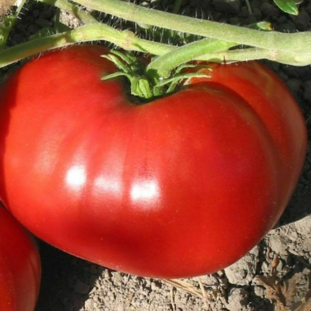 125 Delicious Tomato NON-GMO World Record Beefsteak Heirloom Vegetable Seeds | www.seedsplantworld.com