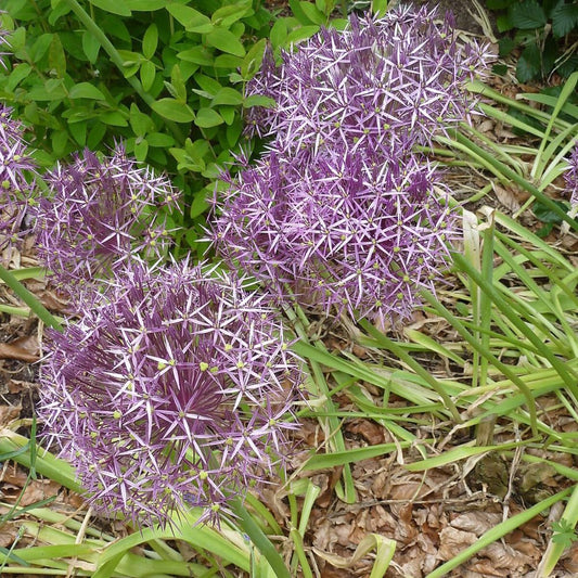 5 Allium Christophii Star Of Persia Seeds For Planting | www.seedsplantworld.com