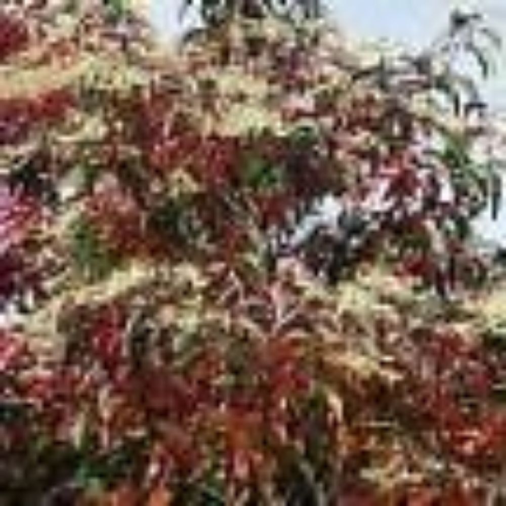 10 Oxydendron Arboreum Sourwood Tree Seeds For Planting | www.seedsplantworld.com