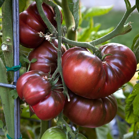 15 Black Brandywine Tomato Vegetable Seeds | www.seedsplantworld.com