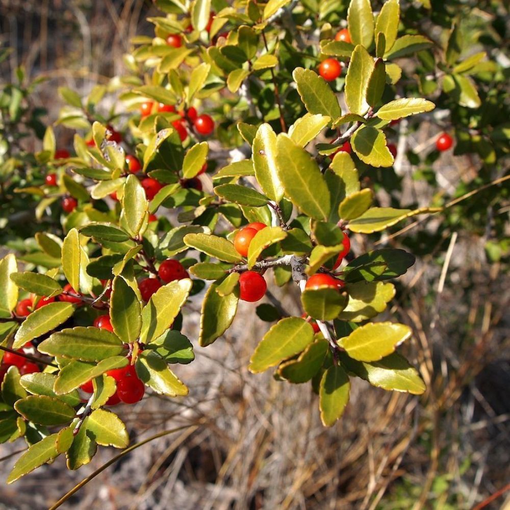 10 Ilex Vomitoria Yaupon Holly Tree Seeds For Planting | www.seedsplantworld.com