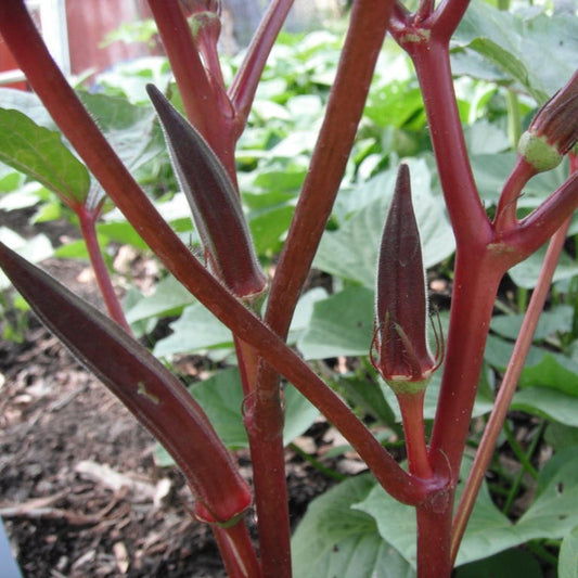 125 Red Burgundy Okra NON-GMO Heirloom Vegetable Seeds | www.seedsplantworld.com