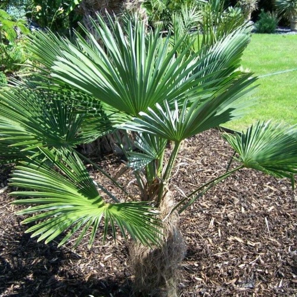 5 Trachycarpus Wagnerianus Waggie Windmill Palm Hardy Seeds For Planting | www.seedsplantworld.com