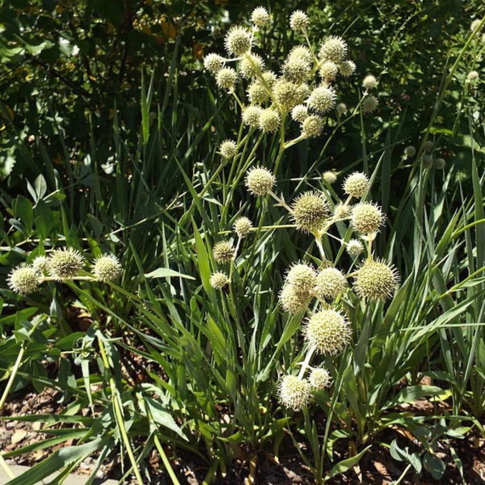 5 Eryngium Yuccifolium Rattlesnake Master Flower Seeds For Planting | www.seedsplantworld.com