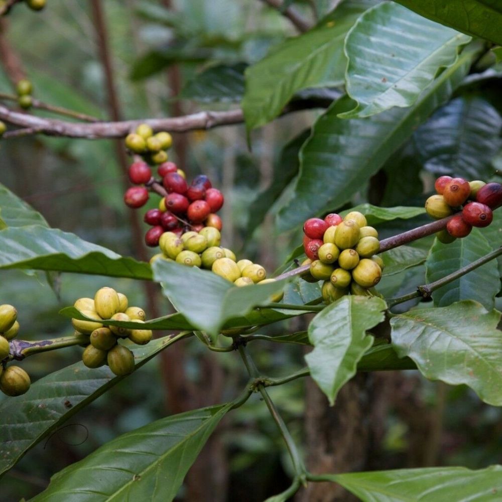 5 Coffea Benghalensis Bengal Coffee Seeds For Planting | www.seedsplantworld.com