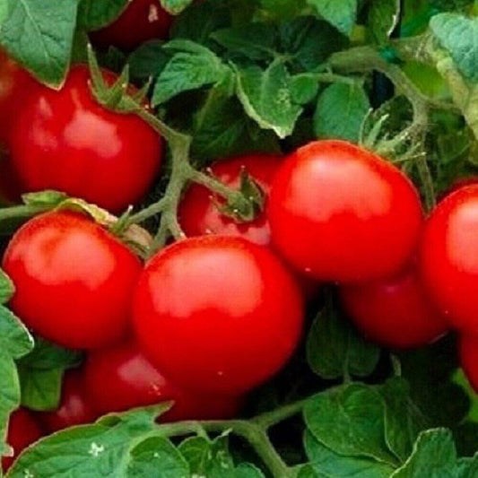 50 Cherry Tomato NON-GMO Heirloom Vegetable Seeds | www.seedsplantworld.com