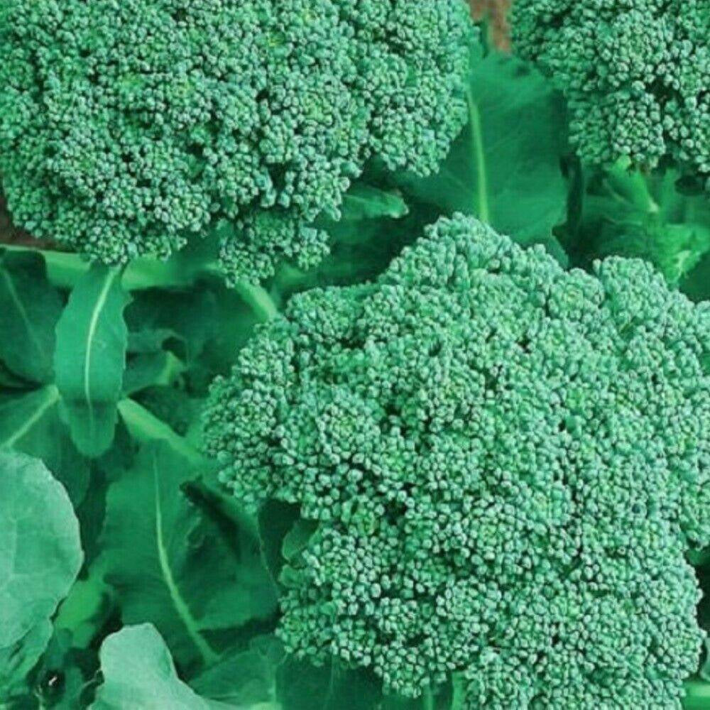 50 Broccoli NON-GMO Heirloom Vegetable Seeds | www.seedsplantworld.com