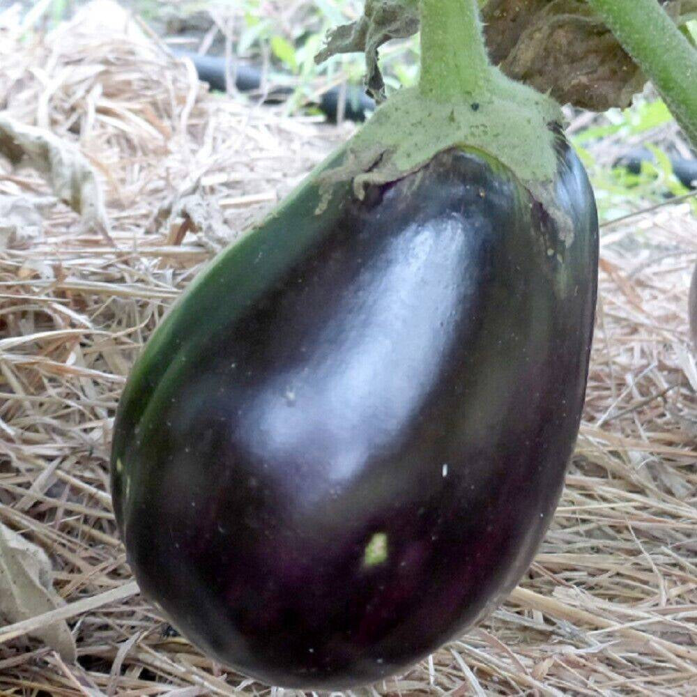 100 Seeds of 250 Seeds of Black Beauty Eggplant NON-GMO Heirloom Fruit Seeds | www.seedsplantworld.com