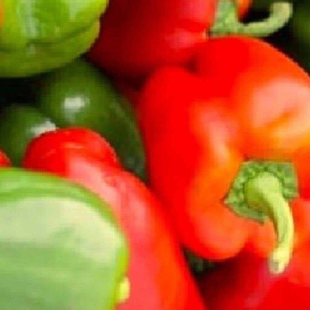 100 California Wonder Bell Pepper NON-GMO Heirloom Fruit Seeds | www.seedsplantworld.com