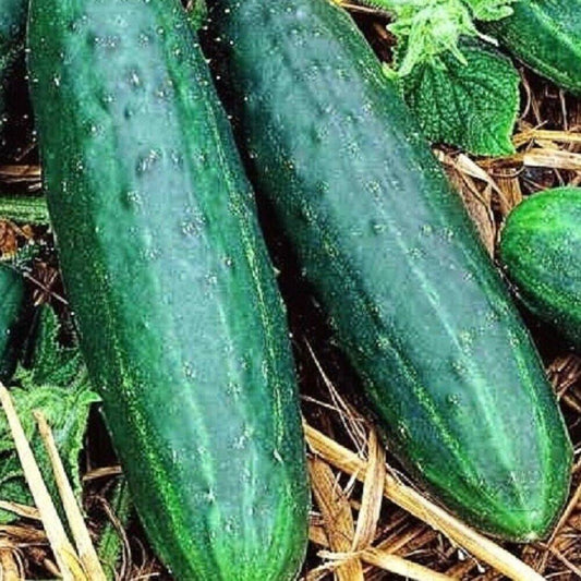 100 Spacemaster 80 Cucumber NON-GMO Heirloom Vegetable Seeds | www.seedsplantworld.com