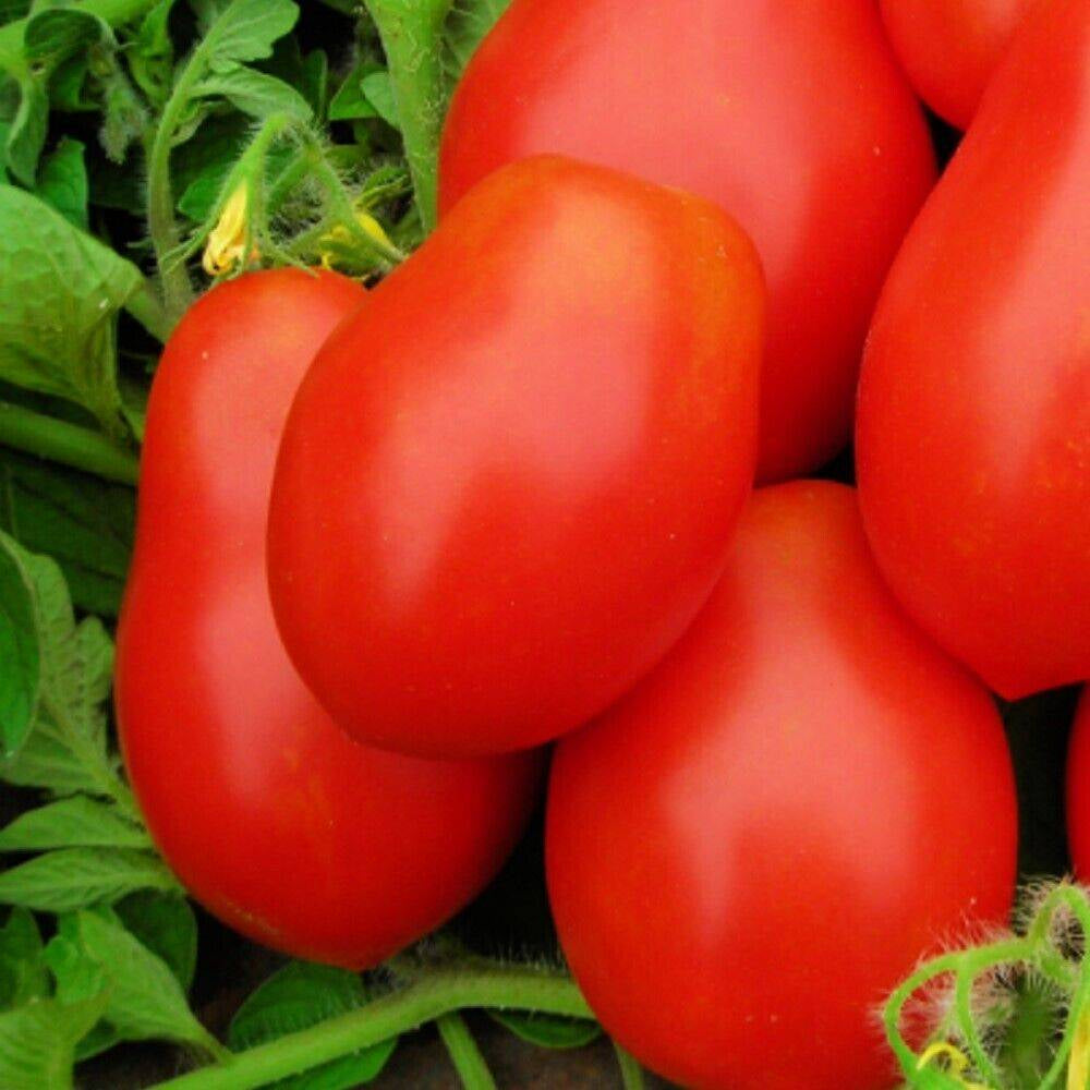 50 Roma VF Tomato NON-GMO Heirloom Vegetable Seeds | www.seedsplantworld.com