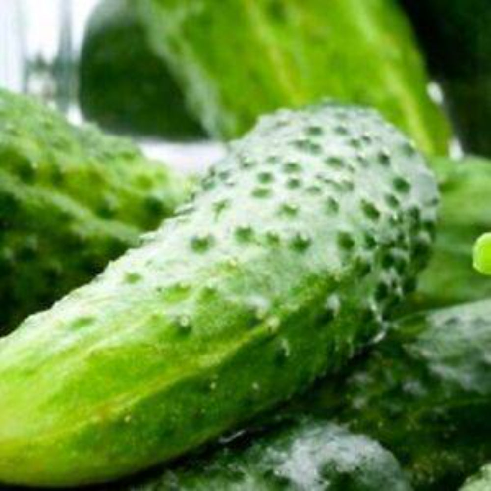 100 Boston Pickling Cucumber NON-GMO Heirloom Vegetable Seeds | www.seedsplantworld.com