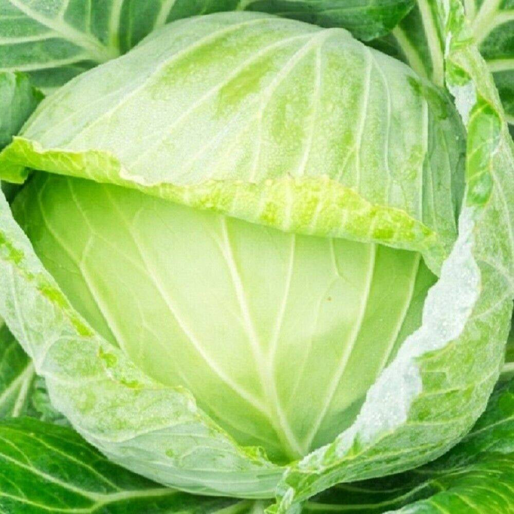 50 Golden Acre Cabbage NON-GMO Heirloom Vegetable Seeds | www.seedsplantworld.com