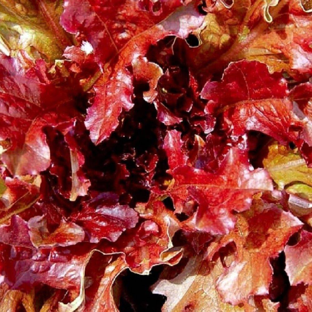 100 Red Salad Bowl Lettuce NON-GMO Heirloom Vegetable Seeds | www.seedsplantworld.com