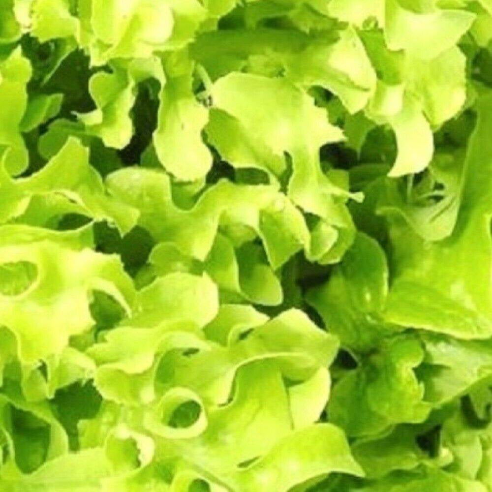 100 Salad Bowl Lettuce NON-GMO Heirloom Vegetable Seeds | www.seedsplantworld.com