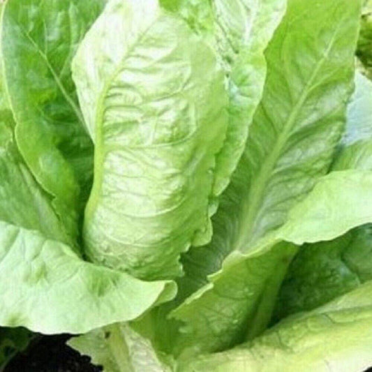 100 Parris Island Romaine NON-GMO Heirloom Vegetable Seeds | www.seedsplantworld.com