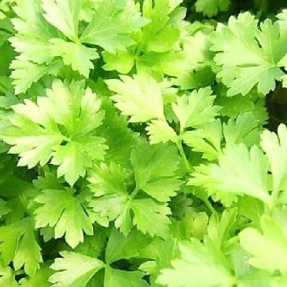 100 Italian Parsley Green Flat Leaf NON-GMO Heirloom Herb Seeds | www.seedsplantworld.com