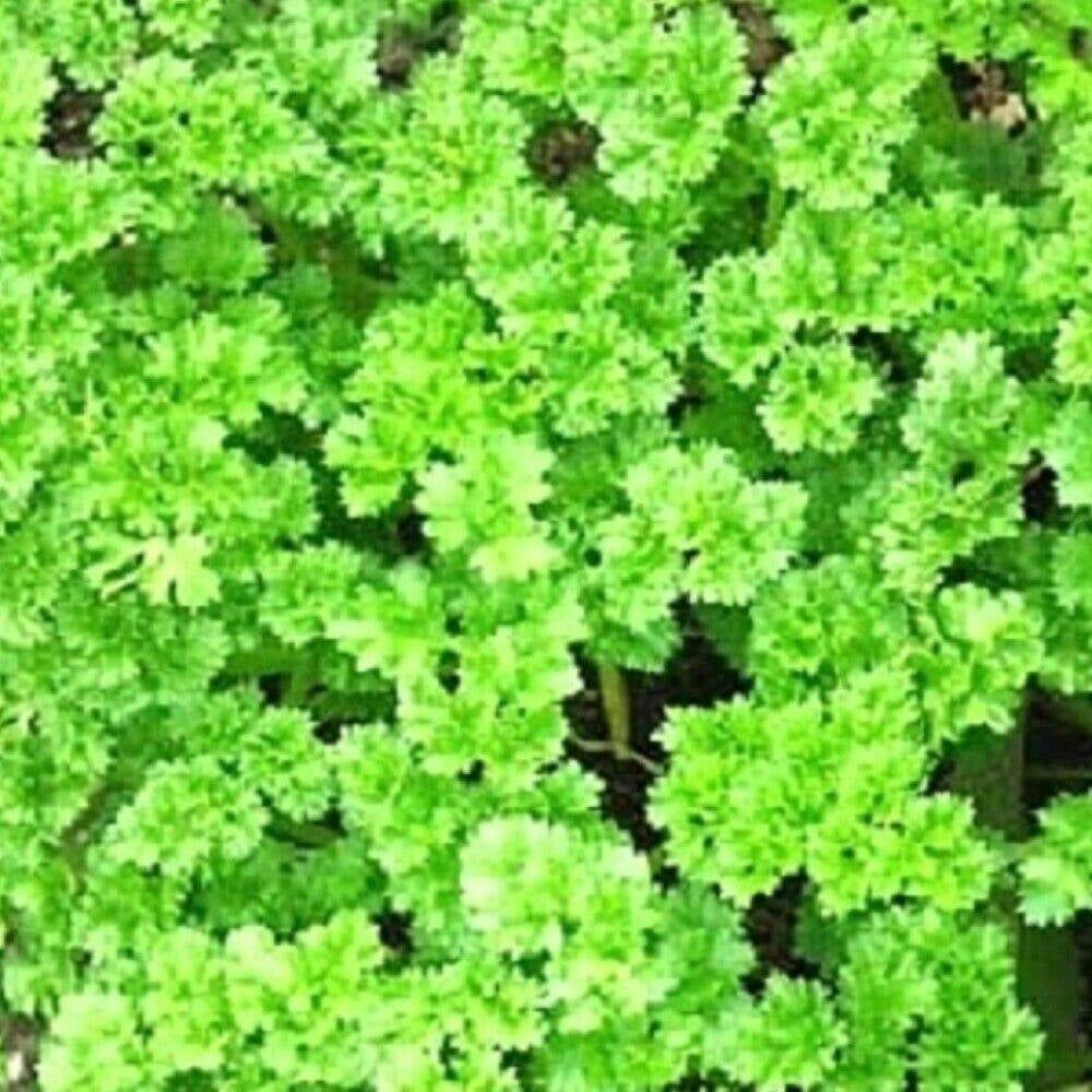 100 Triple Curled Parsley NON-GMO Heirloom Herb Seeds | www.seedsplantworld.com