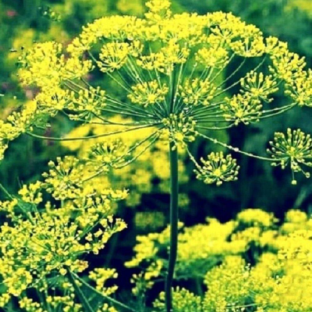 50 Bouquet Dill NON-GMO Heirloom Herb Seeds | www.seedsplantworld.com