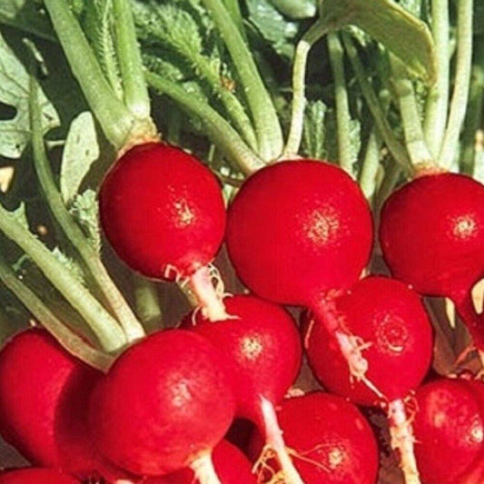 100 Champion Radish NON-GMO Heirloom Vegetable Seeds | www.seedsplantworld.com