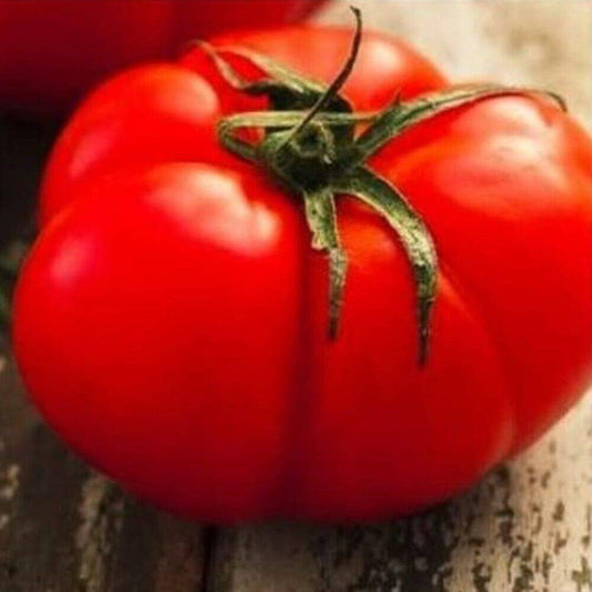 50 Beefsteak Tomato NON-GMO Heirloom Vegetable Seeds | www.seedsplantworld.com