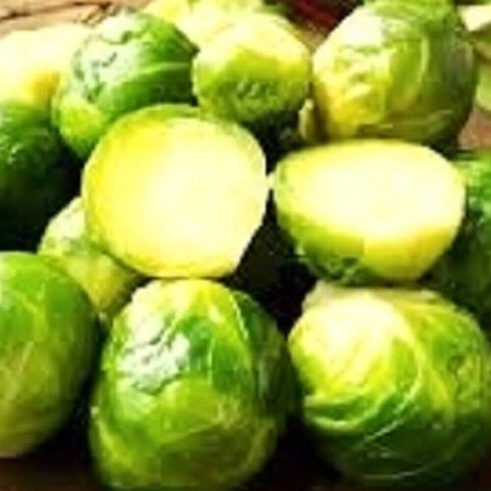 50 Long Island Brussels Sprouts NON-GMO Heirloom Vegetable Seeds | www.seedsplantworld.com