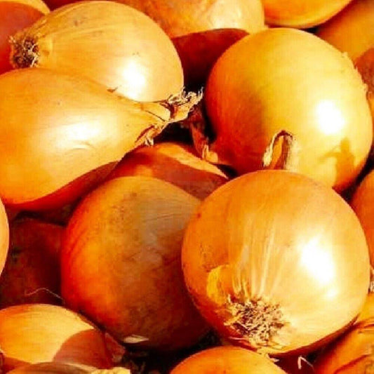 50 Utah Yellow Sweet Spanish Onion NON-GMO Heirloom Vegetable Seeds | www.seedsplantworld.com