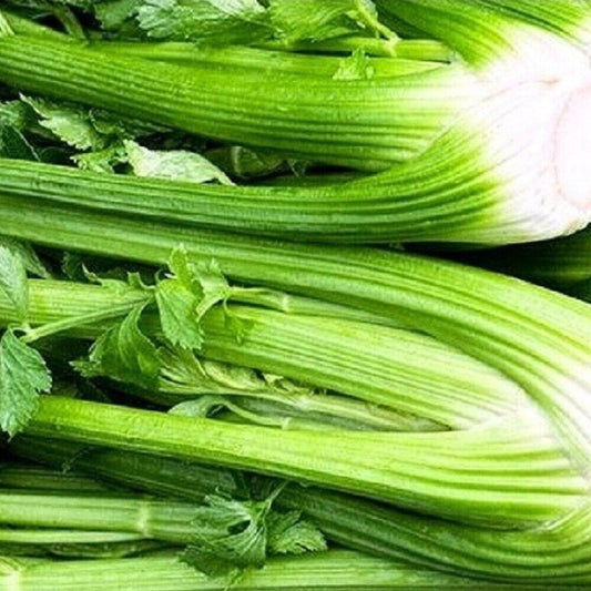 150 Tall Utah Celery NON-GMO Heirloom Vegetable Seeds | www.seedsplantworld.com