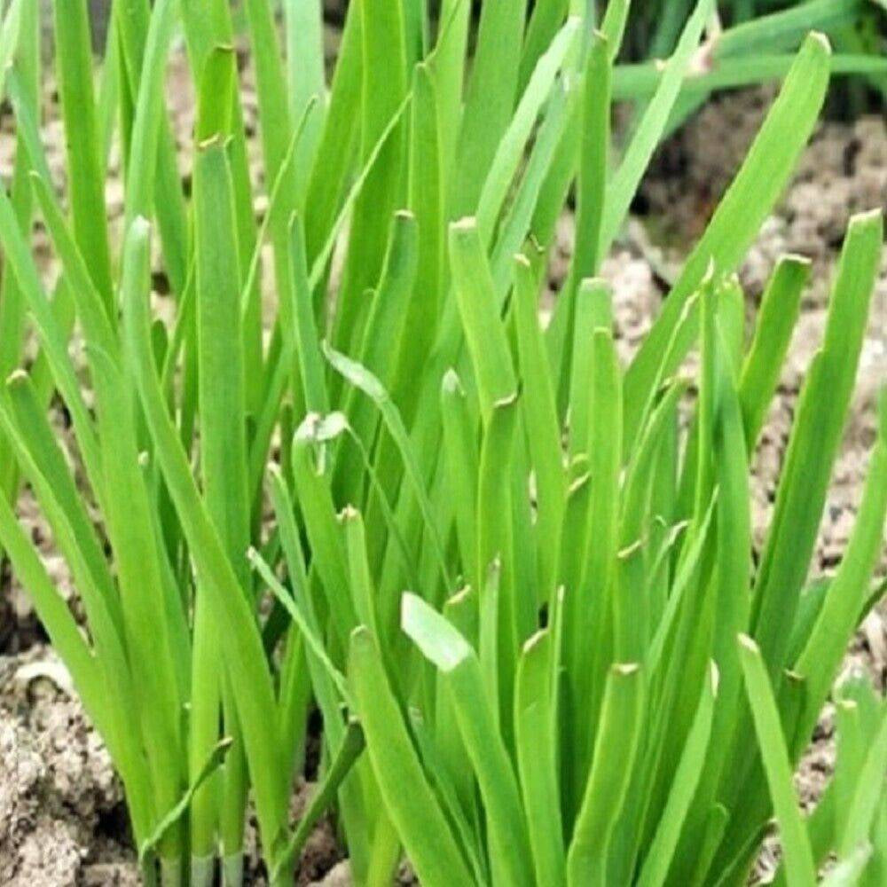 50 Garlic Chives NON-GMO Heirloom Herb Seeds | www.seedsplantworld.com