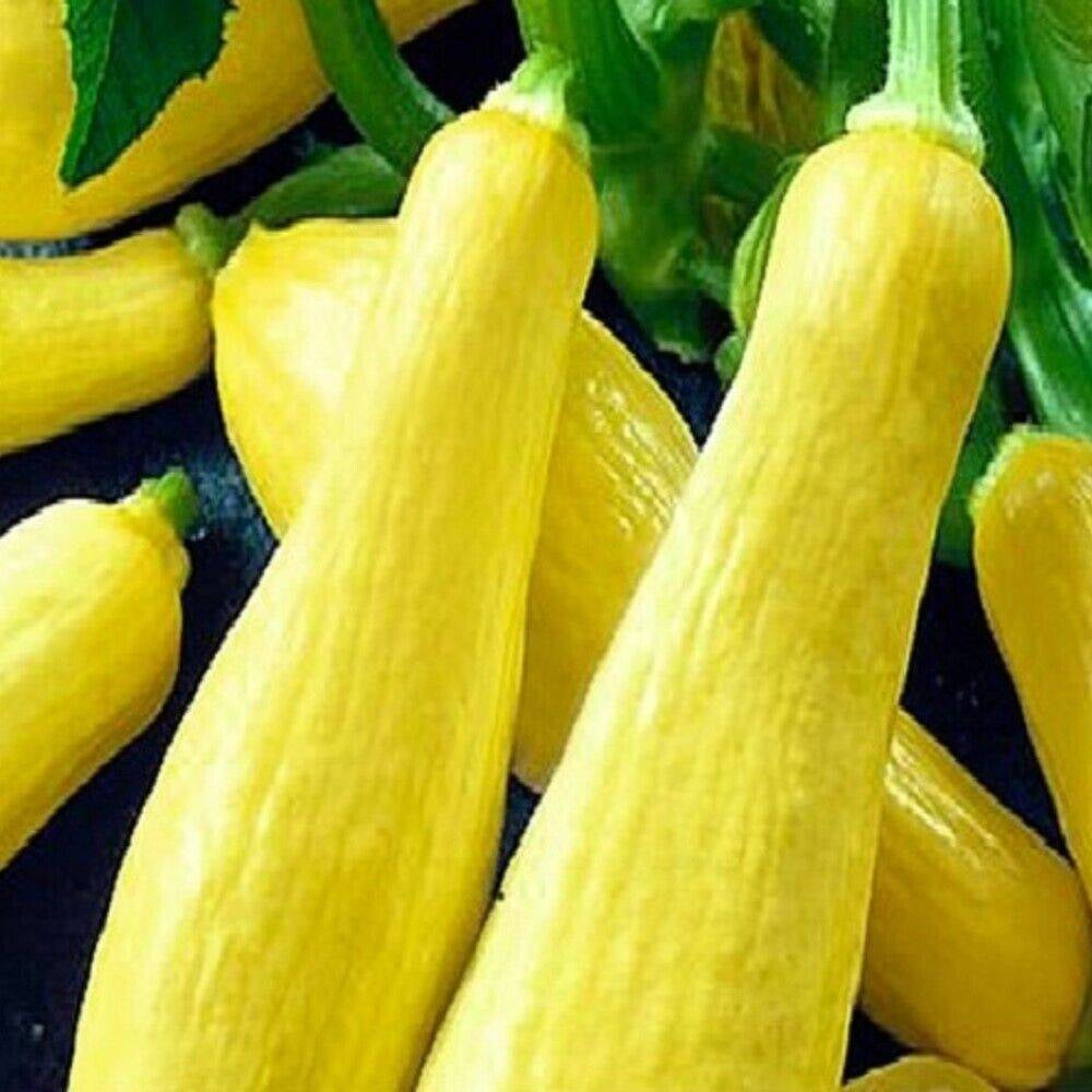 80 Straightneck Squash NON-GMO Heirloom Fruit Seeds | www.seedsplantworld.com