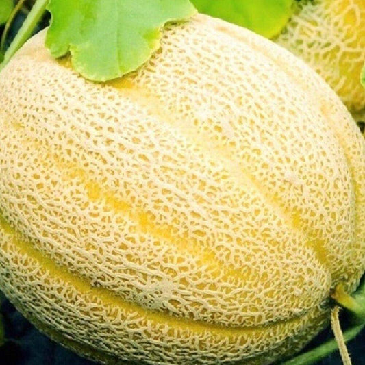 100 Hales Best Jumbo Cantaloupe NON-GMO Heirloom Fruit Seeds | www.seedsplantworld.com