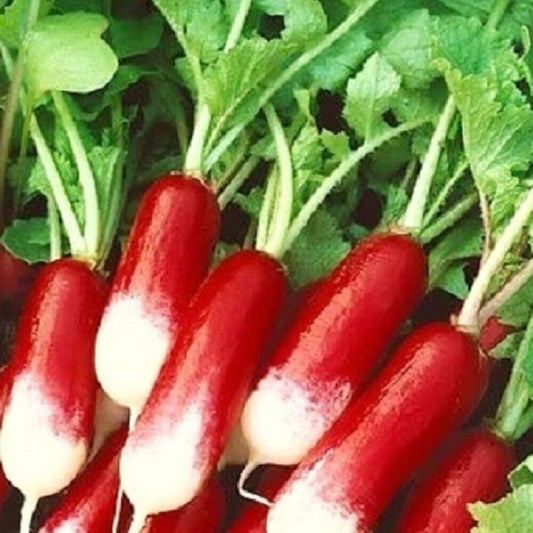 100 French Breakfast Radish NON-GMO Heirloom Vegetable Seeds | www.seedsplantworld.com