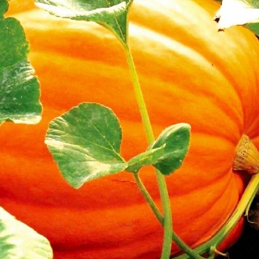 80 Big Max Pumpkin NON-GMO Heirloom Fruit Seeds | www.seedsplantworld.com