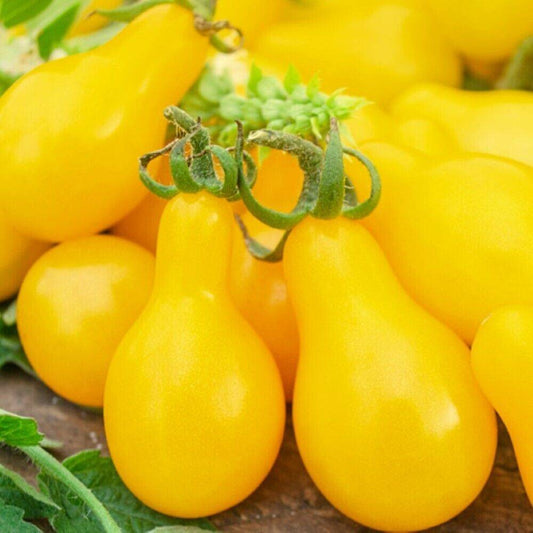 50 Yellow Pear Tomato NON-GMO Heirloom Vegetable Seeds | www.seedsplantworld.com