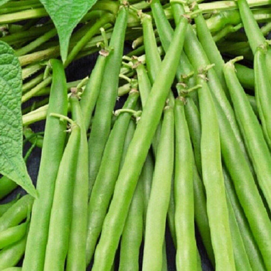 100 Greencrop Bush Bean NON-GMO Heirloom Vegetable Seeds | www.seedsplantworld.com