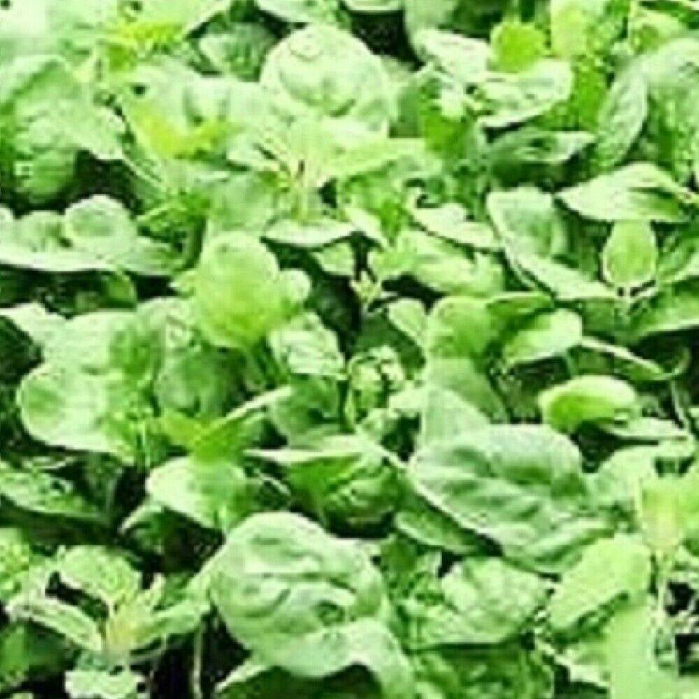 100 Giant Noble Spinach NON-GMO Heirloom Vegetable Seeds | www.seedsplantworld.com