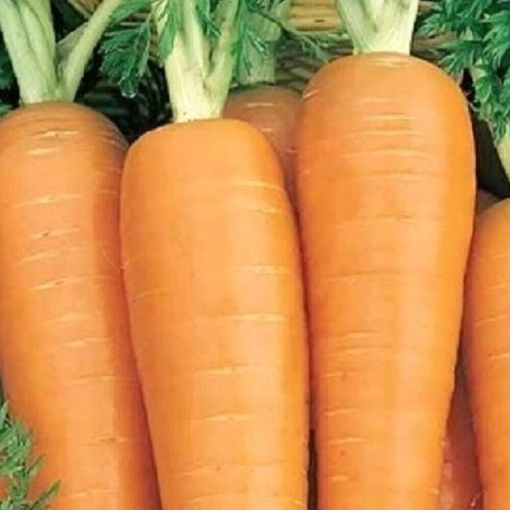 150 Danvers 126 Carrot NON-GMO Heirloom Vegetable Seeds | www.seedsplantworld.com