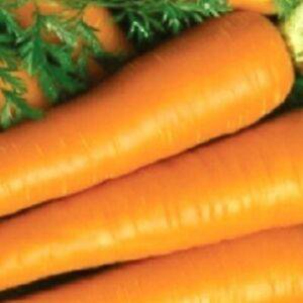 150 Imperator Carrot NON-GMO Heirloom Vegetable Seeds | www.seedsplantworld.com