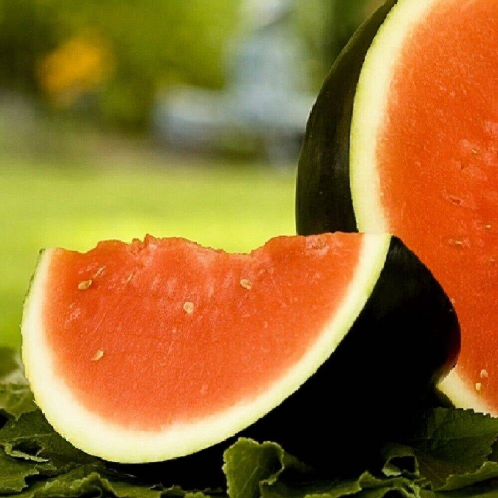 100 Sugar Baby Watermelon NON-GMO Heirloom Fruit Seeds | www.seedsplantworld.com