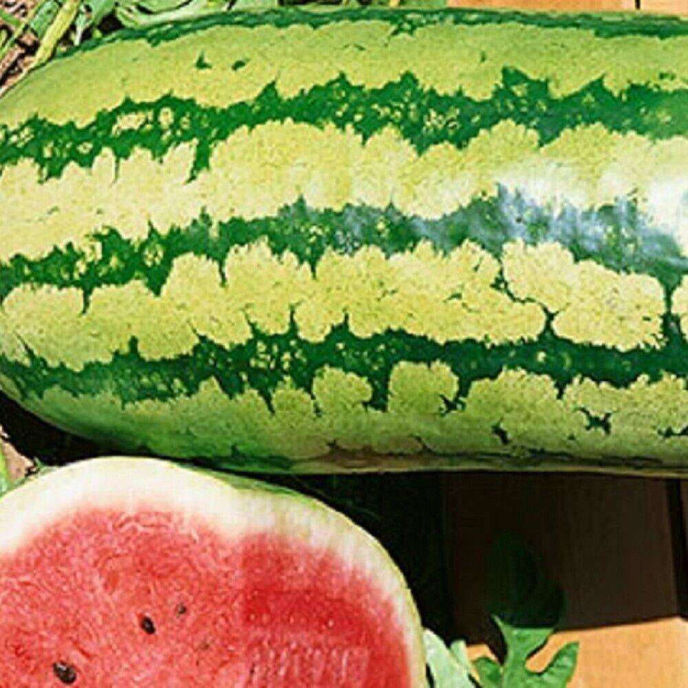 100 Garrisonian Watermelon NON-GMO Heirloom Fruit Seeds | www.seedsplantworld.com