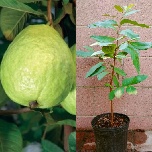 White Guavas (Thai Seedling) Tropical Fruit Tree | www.seedsplantworld.com