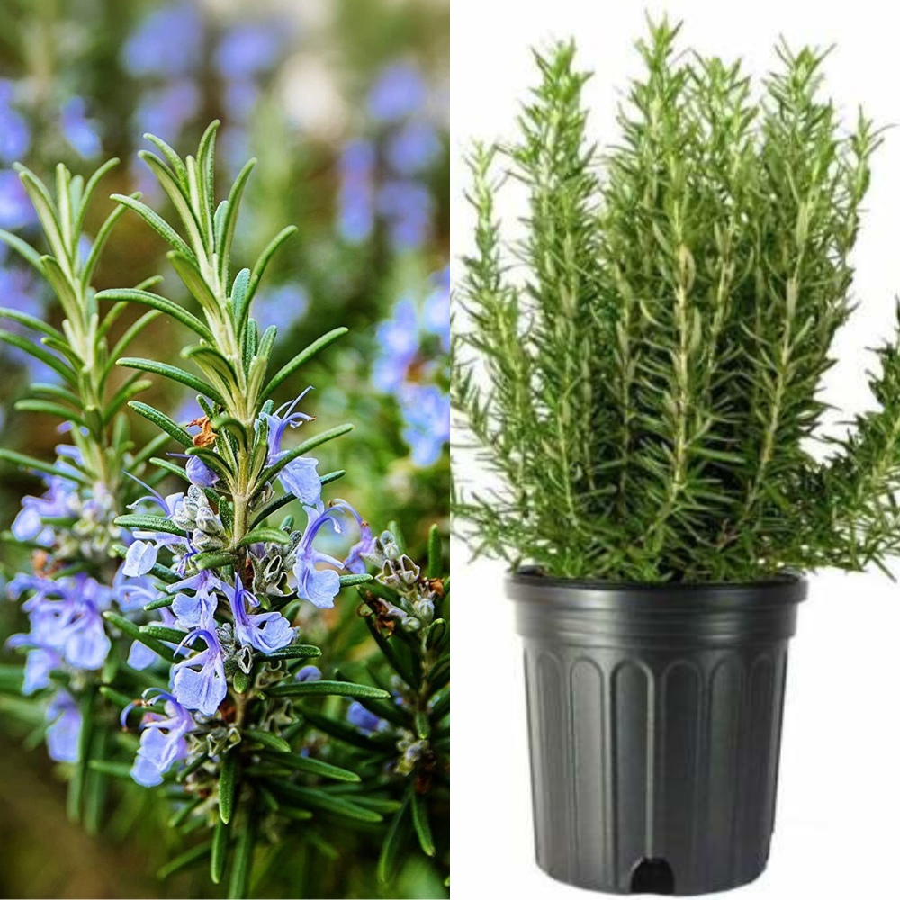 Tuscan Blue Rosemary Flower Live Plant | www.seedsplantworld.com