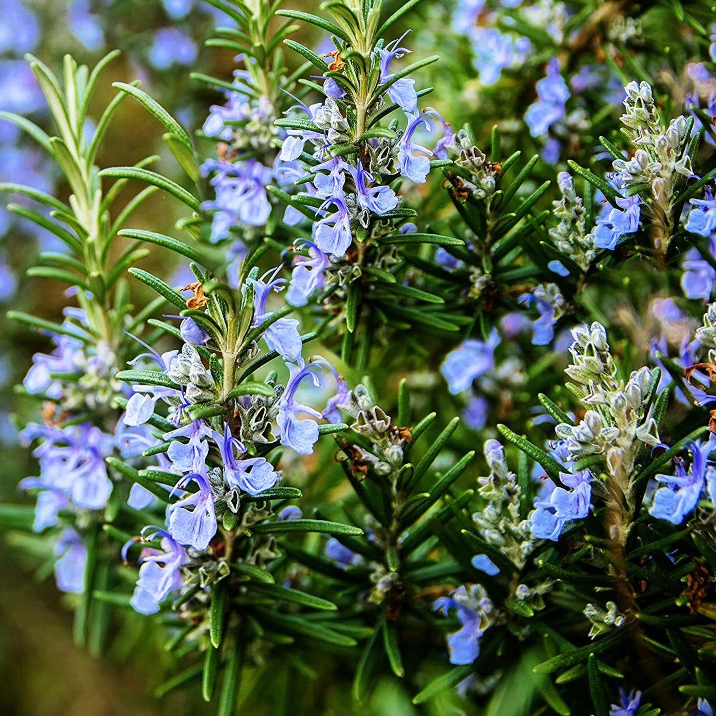 Tuscan Blue Rosemary Flower Live Plant