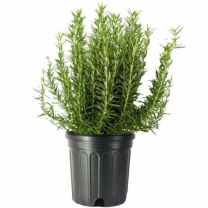 Tuscan Blue Rosemary Flower Live Plant