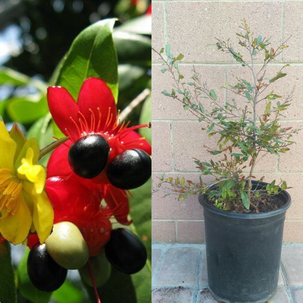 Ochna Serrulata (Mickey Mouse Plant) Live Plant | www.seedsplantworld.com